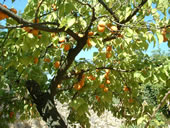 fruit trees in the Aude