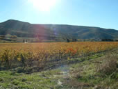 the Corbieres vineyards in Autumn