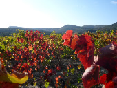 corbieres countryside, aude